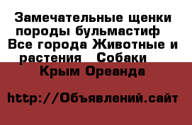 Замечательные щенки породы бульмастиф - Все города Животные и растения » Собаки   . Крым,Ореанда